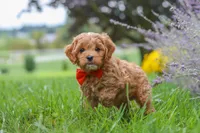 Rover, a male Cavapoo for sale in Sugarcreek, OH – 2 of 10