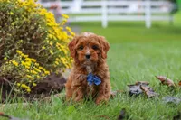 Ranger, a male Cavapoo for sale in Sugarcreek, OH – 7 of 10