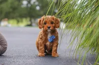 Rick, a male Cavapoo for sale in Sugarcreek, OH – 6 of 10
