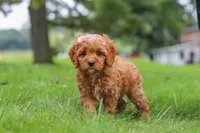 Rylie, a female Cavapoo for sale in Sugarcreek, OH – 5 of 8