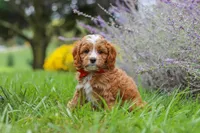 Quinton, a male Cavapoo for sale in Sugarcreek, OH – 8 of 9