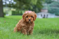 Rylie, a female Cavapoo for sale in Sugarcreek, OH – 7 of 8