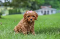 Rylie, a female Cavapoo for sale in Sugarcreek, OH – 2 of 8