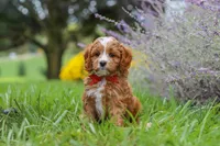 Quinton, a male Cavapoo for sale in Sugarcreek, OH – 6 of 9