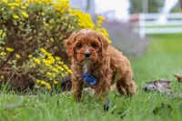 Ranger, a male Cavapoo for sale in Sugarcreek, OH – 8 of 10