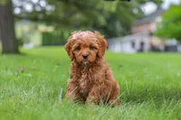 Rylie, a female Cavapoo for sale in Sugarcreek, OH – 4 of 8
