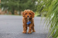 Rick, a male Cavapoo for sale in Sugarcreek, OH – 9 of 10