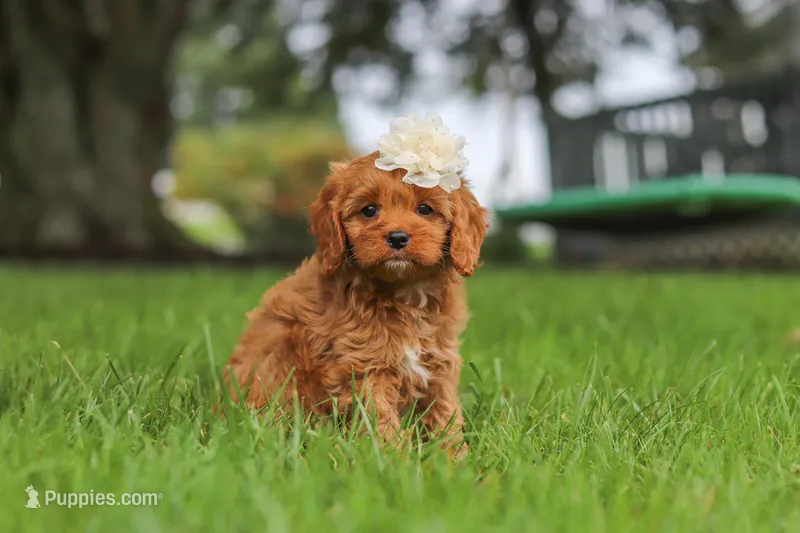Rosie – Cavapoo puppy for sale in Sugarcreek, OH