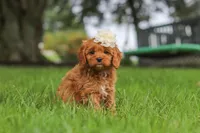 Rosie, a female Cavapoo for sale in Sugarcreek, OH – 1 of 10