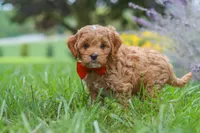 Rover, a male Cavapoo for sale in Sugarcreek, OH – 1 of 10