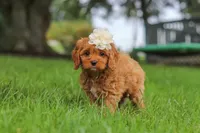 Rosie, a female Cavapoo for sale in Sugarcreek, OH – 3 of 10