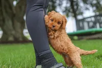 Rosie, a female Cavapoo for sale in Sugarcreek, OH – 5 of 10