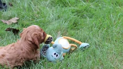 Rick, a male Cavapoo for sale in Sugarcreek, OH – 10 of 10