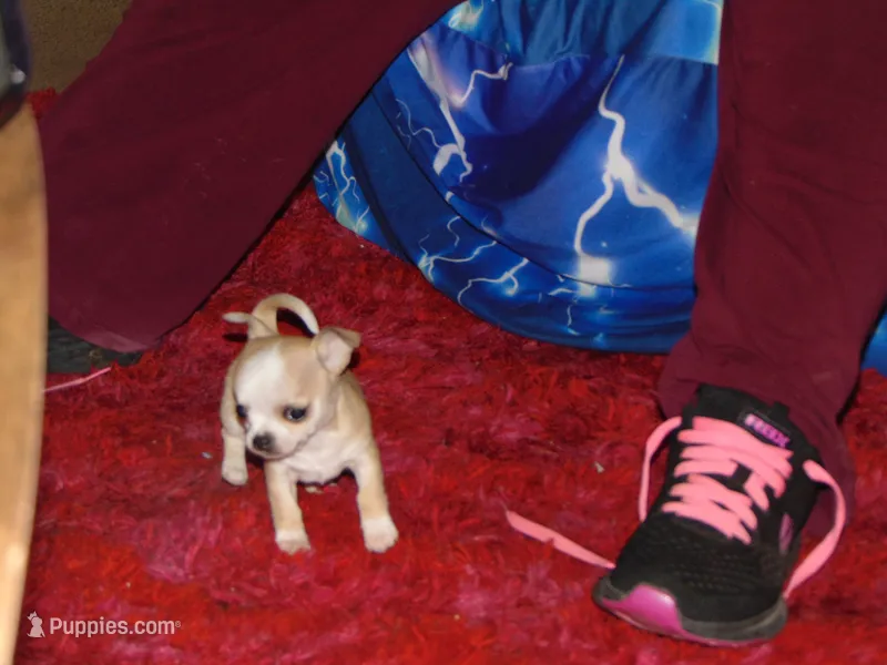 AKC COFFEE – Chihuahua puppy for sale in Deer Park, WA