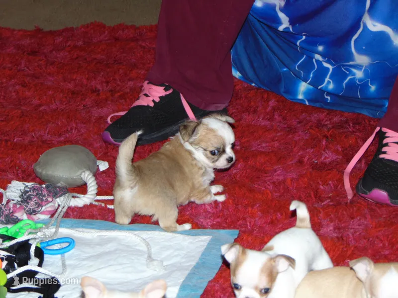 AKC COON – Chihuahua puppy for sale in Deer Park, WA