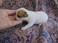 AKC RUBY, a female Chihuahua for sale in Deer Park, WA – Photo 2 of 5