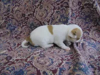 AKC RUBY, a female Chihuahua for sale in Deer Park, WA – Photo 4 of 5