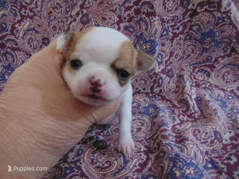 AKC RUBY, a female Chihuahua for sale in Deer Park, WA – Photo 1 of 5