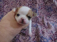 AKC RUBY, a female Chihuahua for sale in Deer Park, WA – Photo 1 of 5
