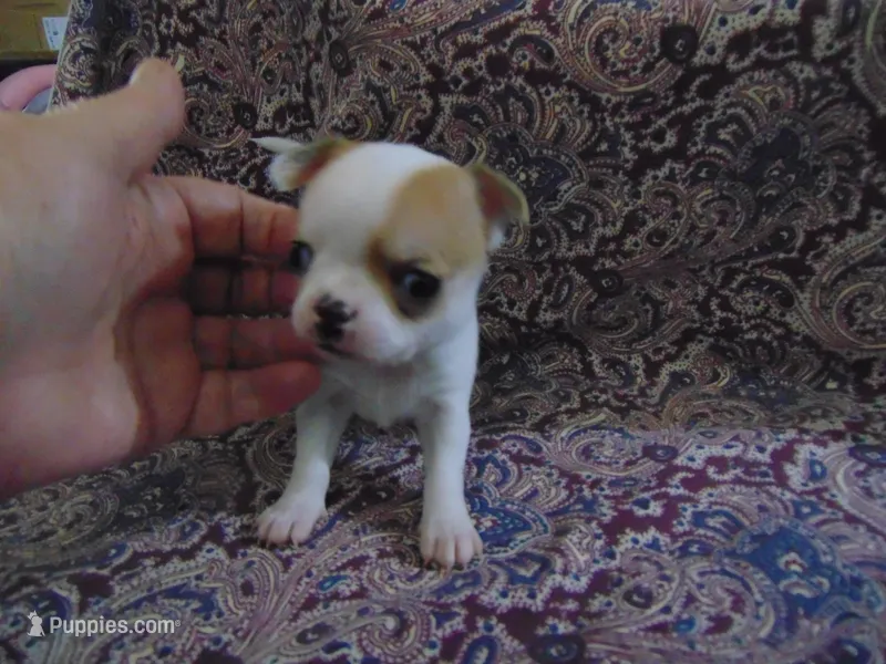 AKC RUBY – Chihuahua puppy on hold in Deer Park, WA