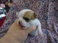 AKC RUBY, a female Chihuahua for sale in Deer Park, WA – Photo 5 of 5