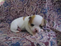 AKC RUBY, a female Chihuahua for sale in Deer Park, WA – Photo 3 of 5