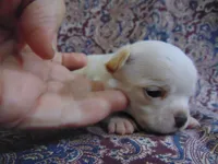 AKC CREAMER, a male Chihuahua for sale in Deer Park, WA – Photo 4 of 6