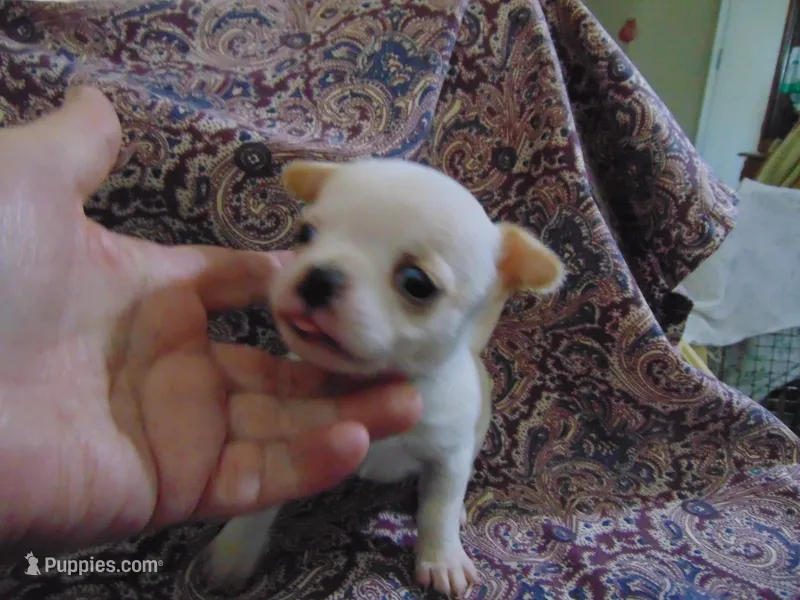 AKC CREAMER – Chihuahua puppy for sale in Deer Park, WA