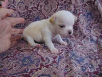 AKC CREAMER, a male Chihuahua for sale in Deer Park, WA – Photo 6 of 6