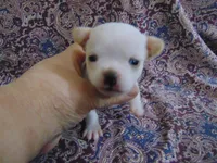 AKC CREAMER, a male Chihuahua for sale in Deer Park, WA – Photo 5 of 6