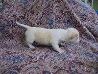 AKC CREAMER, a male Chihuahua for sale in Deer Park, WA – Photo 2 of 6