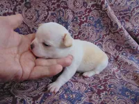 AKC CREAMER, a male Chihuahua for sale in Deer Park, WA – Photo 3 of 6