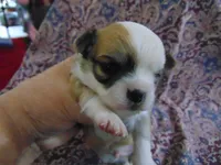 AKC COON, a male Chihuahua for sale in Deer Park, WA – Photo 4 of 4