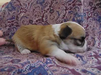 AKC COON, a male Chihuahua for sale in Deer Park, WA – Photo 3 of 4