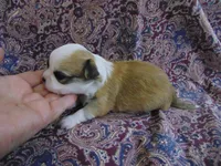 AKC COON, a male Chihuahua for sale in Deer Park, WA – Photo 2 of 4