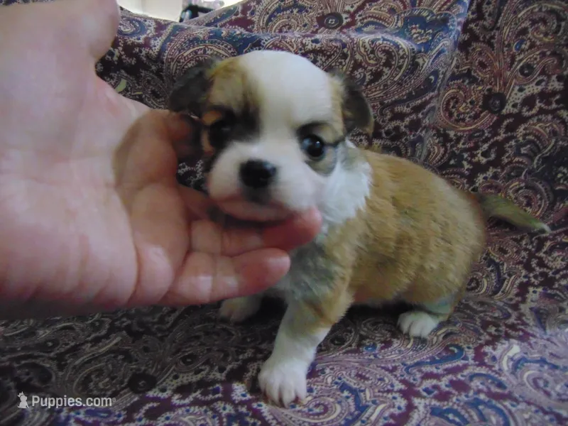 AKC COON – Chihuahua puppy for sale in Deer Park, WA