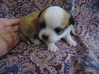 AKC COON, a male Chihuahua for sale in Deer Park, WA – Photo 1 of 4