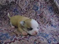 AKC COFFEE, a male Chihuahua for sale in Deer Park, WA – Photo 5 of 5