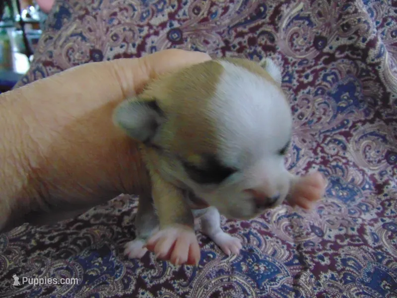 AKC COFFEE, a male Chihuahua for sale in Deer Park, WA – Photo 1 of 5