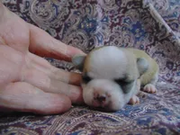 AKC COFFEE, a male Chihuahua for sale in Deer Park, WA – Photo 3 of 5