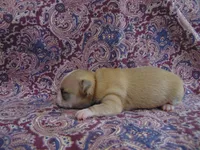 AKC COFFEE, a male Chihuahua for sale in Deer Park, WA – Photo 2 of 5