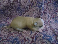 AKC COFFEE, a male Chihuahua for sale in Deer Park, WA – Photo 4 of 5