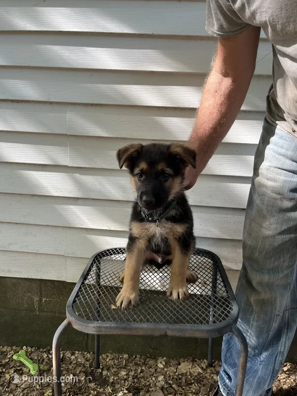 Jazz – German Shepherd Dog puppy for sale in Greenwich, OH