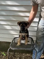 Jazz, a male German Shepherd Dog for sale in Greenwich, OH – 1 of 5