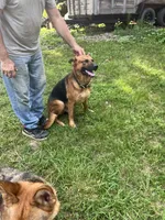 Violet, a female German Shepherd Dog for sale in Greenwich, OH – 3 of 5