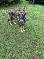 Violet, a female German Shepherd Dog for sale in Greenwich, OH – 4 of 5