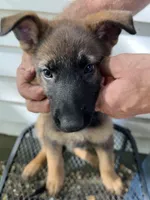 Ginger, a female German Shepherd Dog for sale in Greenwich, OH – 2 of 4