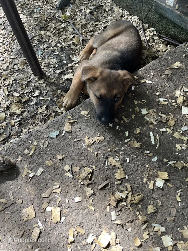 Isabella – German Shepherd Dog puppy for sale in Greenwich, OH