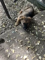 Isabella, a female German Shepherd Dog for sale in Greenwich, OH – 1 of 5