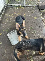 Georgia , a female German Shepherd Dog for sale in Greenwich, OH – 3 of 3